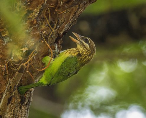 Birding in India