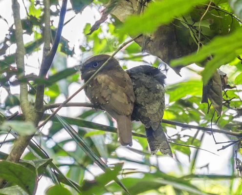 Birding in India