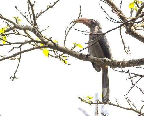 Birding in India