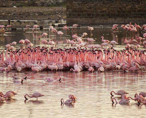 Birding in India