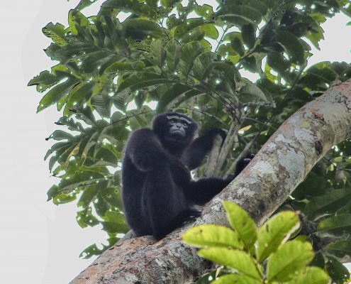 Birding in India