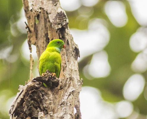 Birding in India