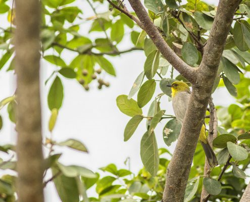 Birding in India