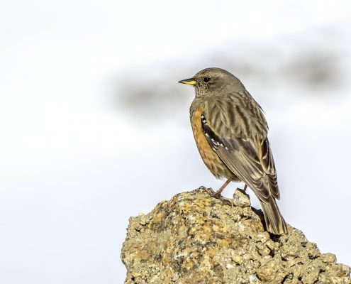 Birding in India