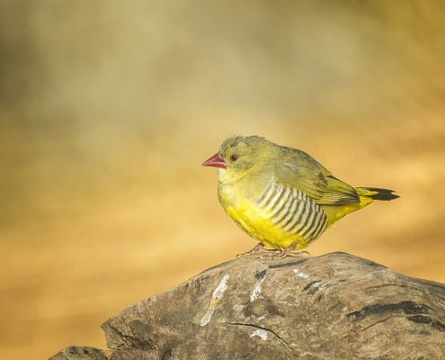 Birding in India