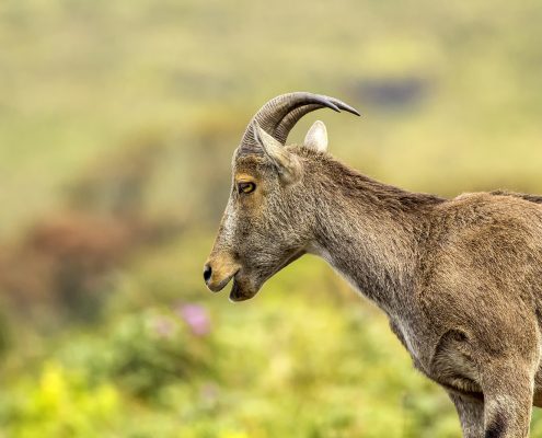 Birding in India