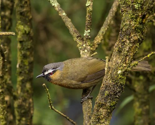 Birding in India