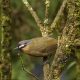 Birding in India