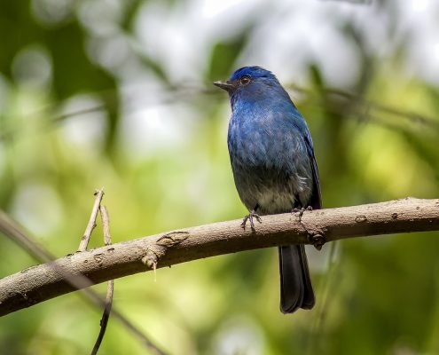 Birding in India