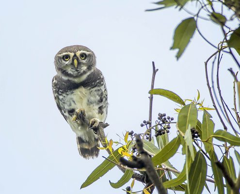 Birding in India