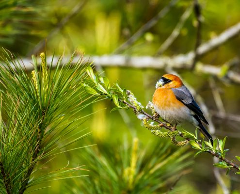 Birding in India