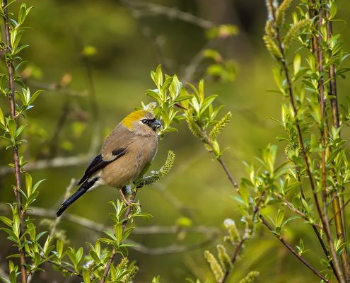 Birdind in India