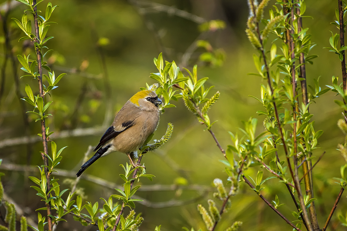 Birding and Wildlife Tours in Himalayan Foothills and Great Western ...