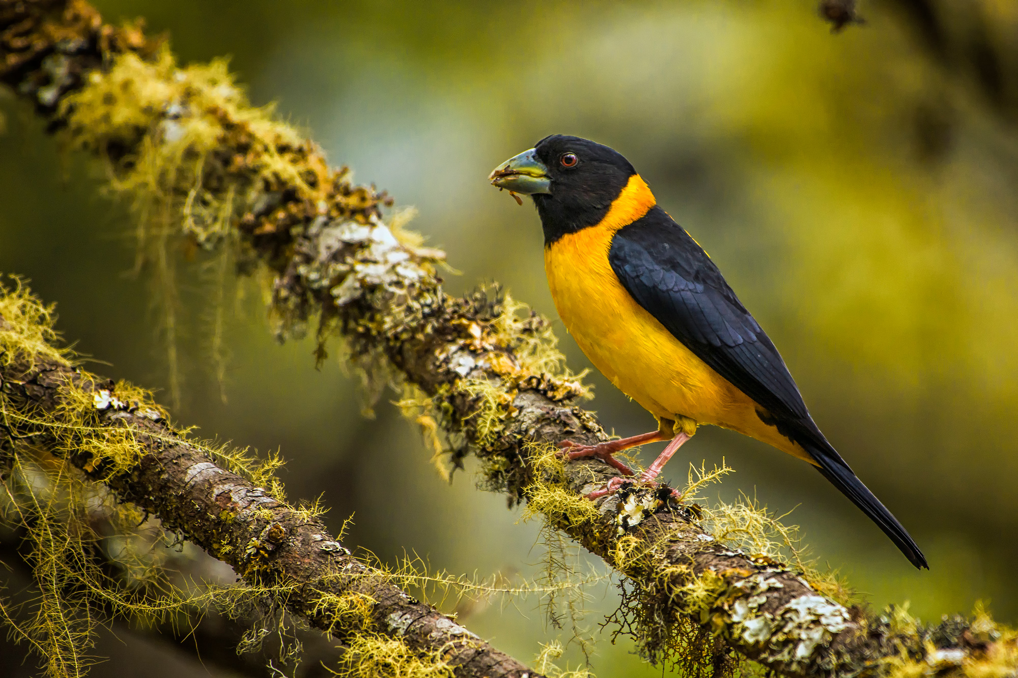 Birding and Wildlife Tours of Bhutan - Soar Excursions