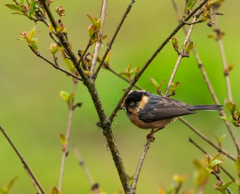 Birding in India