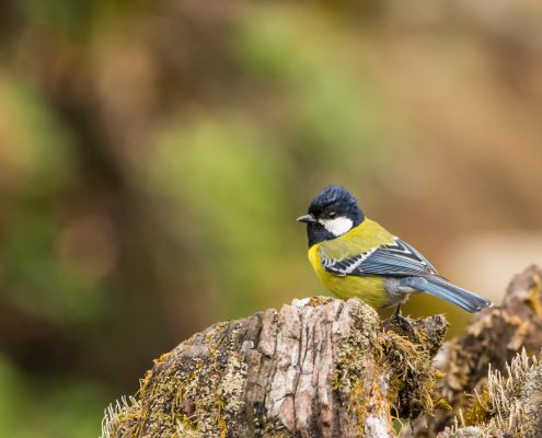 Birding in India