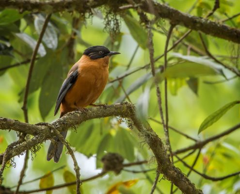 Birding in India