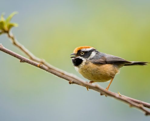 Birding in India