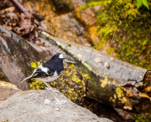 Birding in India