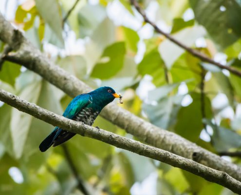 Birding in India