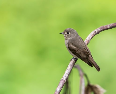 Birding in India