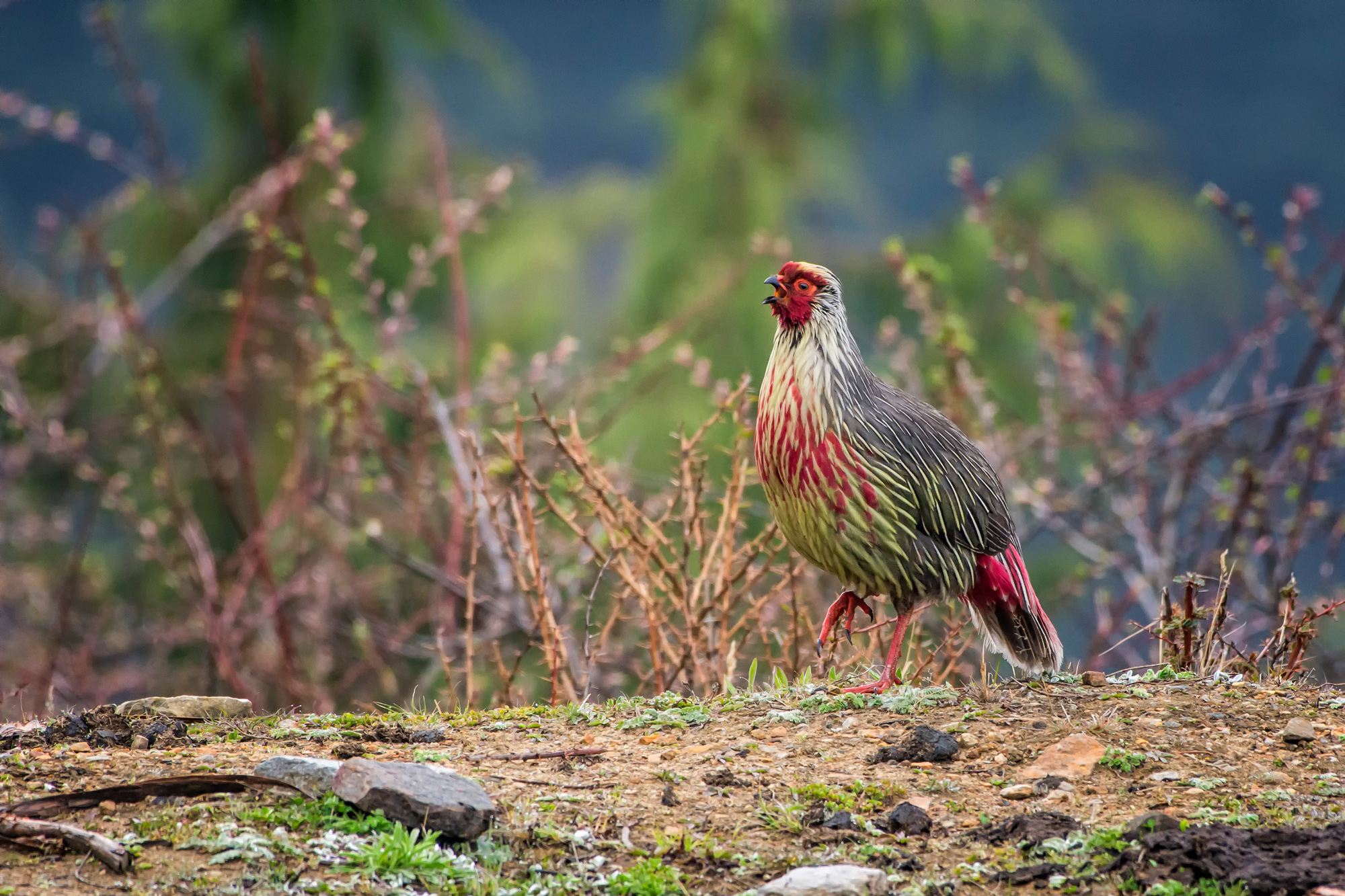 Birding in India