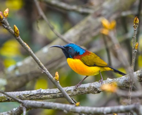 Birding in India