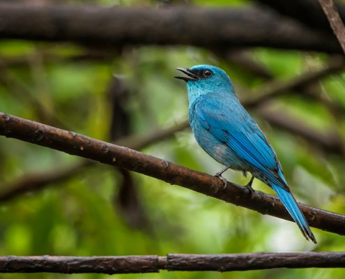 Birding in India