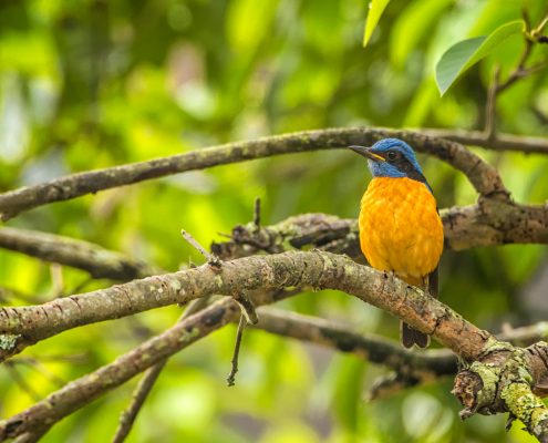 Birding in india