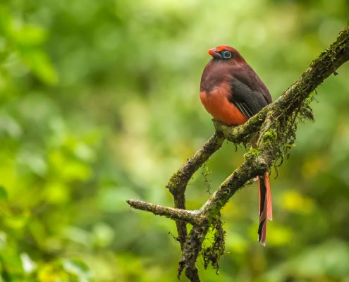 Birding in India