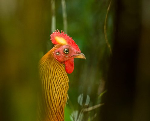 Birding in India