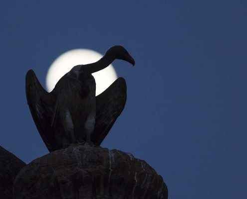 Birding in India