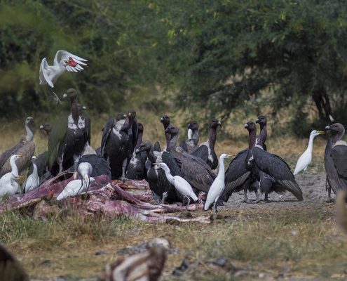 Birding in India