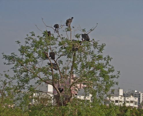 Birding in India