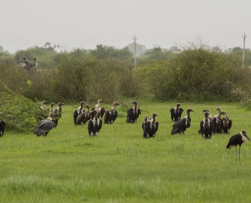 Birding in India