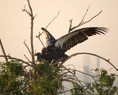 Birding in India