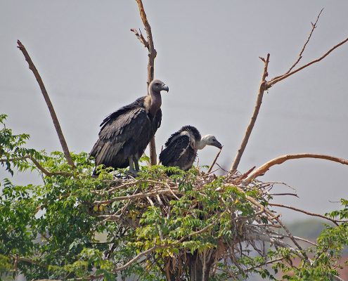 Birding in India