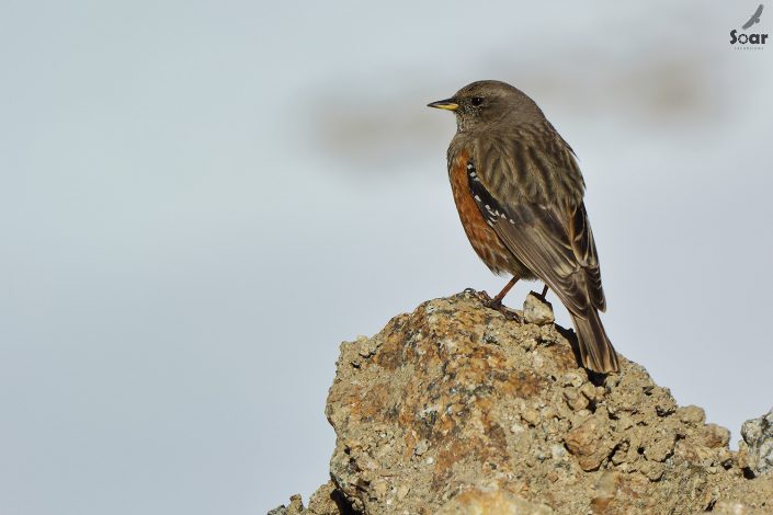 Birding in India