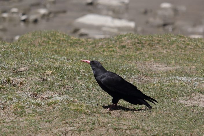 Birding in India