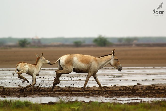 Birding in India