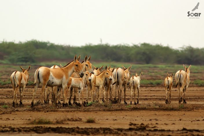 Birding in India