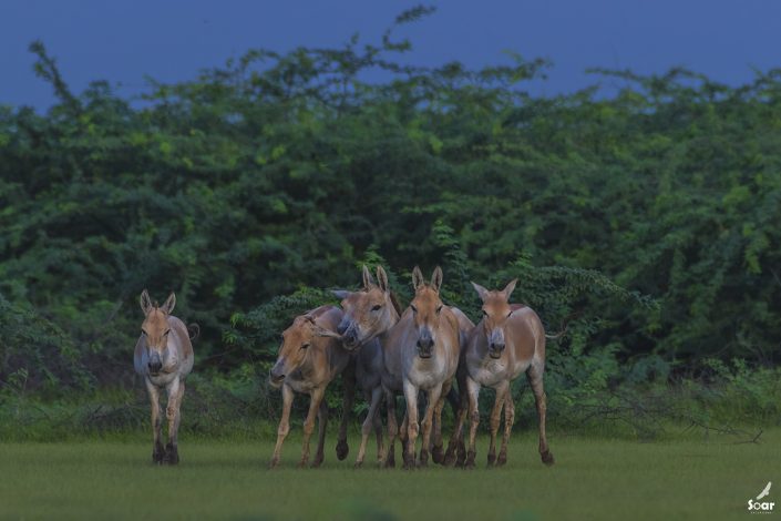 Birding in India