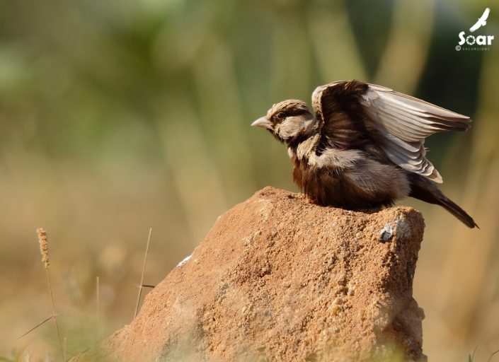 Birding in India