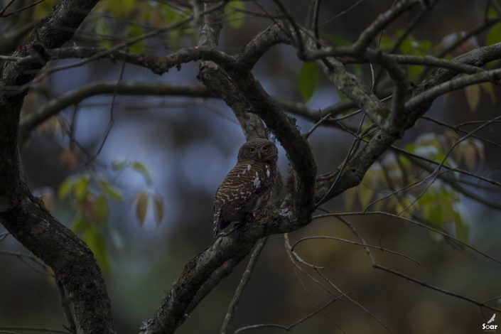 Birding in India