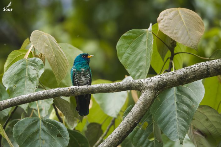 Birding in India