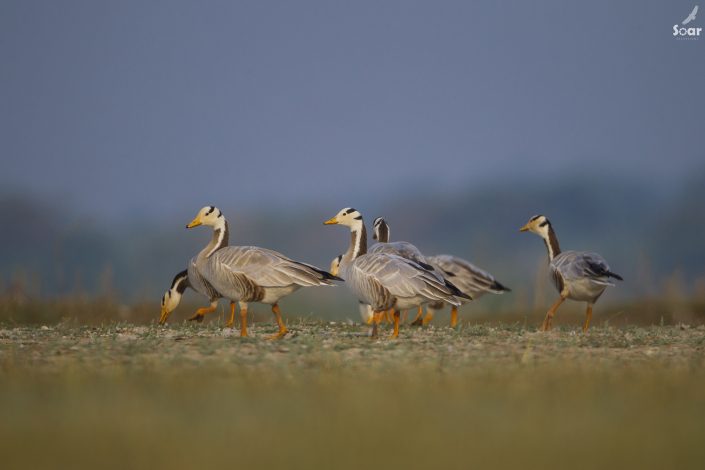 Birding in India