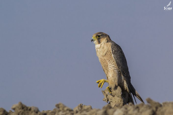 Birding in India