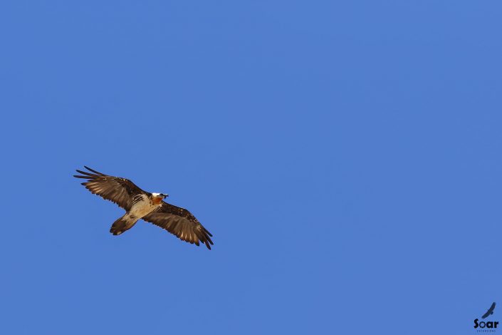 Birding in India