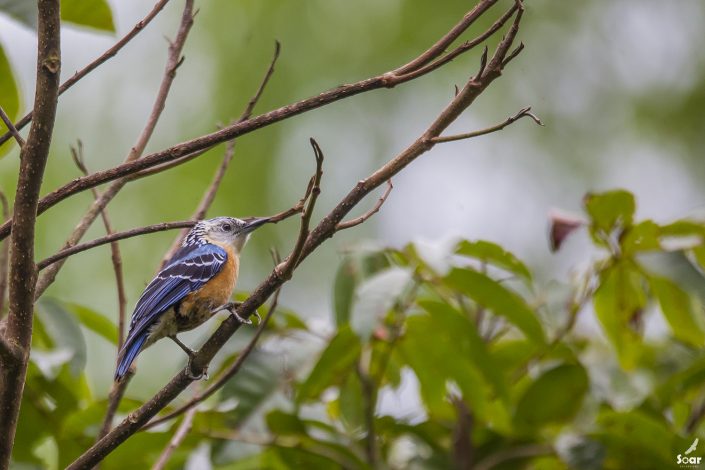 Birding in India