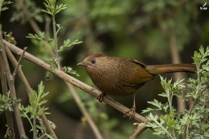 Birding in India